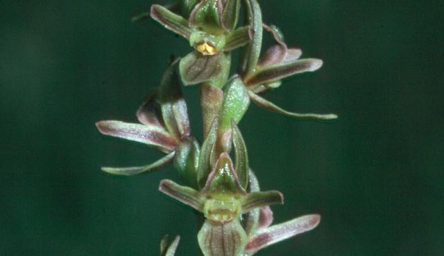 Fragrant Leek Orchid