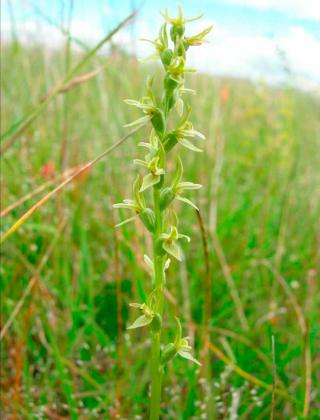 Fragrant Leek Orchid