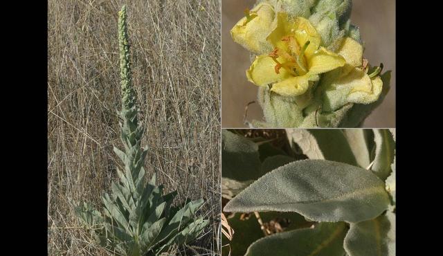 Great Mullein