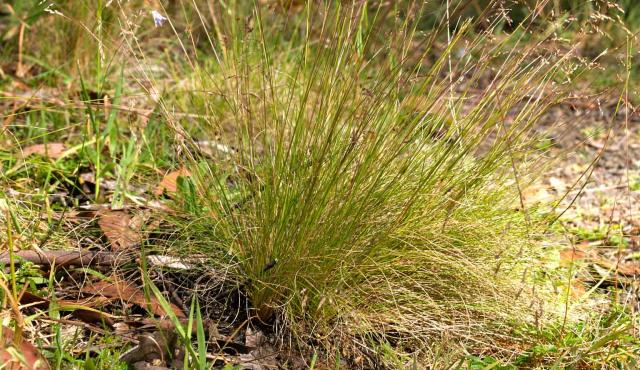 Grey Tussock Grass