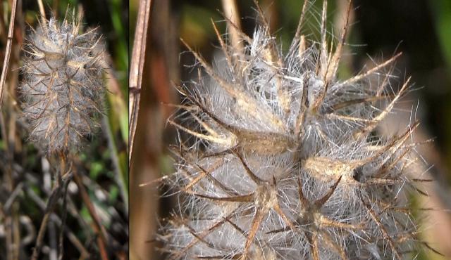 Hare's-foot Clover - Russell Best via NatureShare Hare's-foot Clover