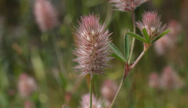 Hare's-foot Clover - Gary Clark Hare's-foot Clover