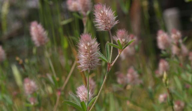Hare's-foot Clover - Gary Clark Hare's-foot Clover