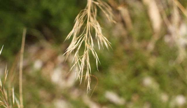 Knotty Spear-grass 