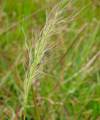 Long-hair Plume Grass
