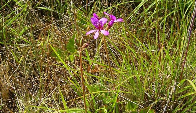 Magenta Stork’s-bill