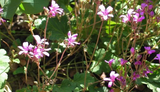 Magenta Stork’s-bill