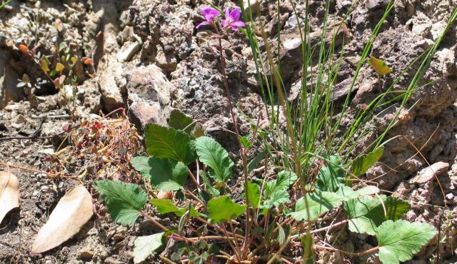 Magenta Stork’s-bill