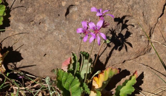 Magenta Stork’s-bill