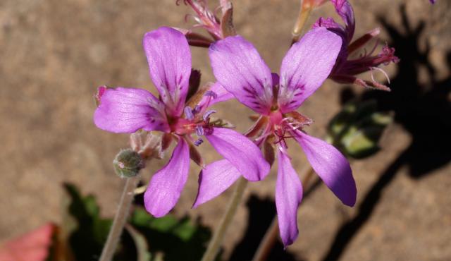 Magenta Stork’s-bill