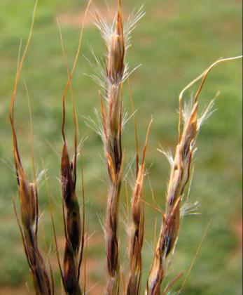 Red-leg Grass