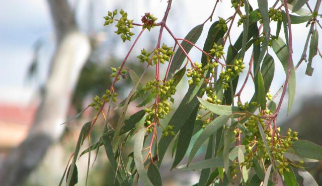 River Red Gum