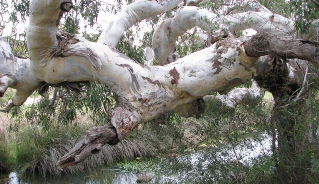 River Red Gum