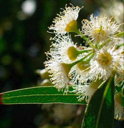 River Red Gum | Biodiversity of the Western Volcanic Plains