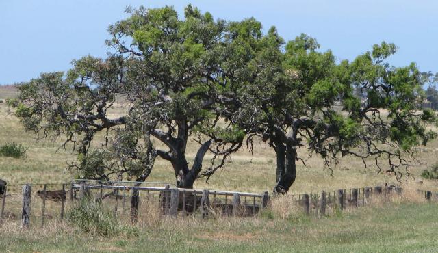 River Red Gum