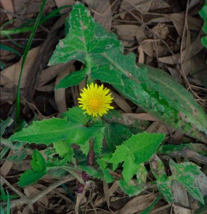 Rough Sow-thistle