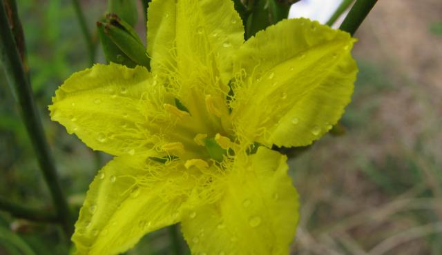 Running Marsh-flower