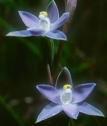 Short Sun-orchid - Jeff Jeanes Short Sun-orchid