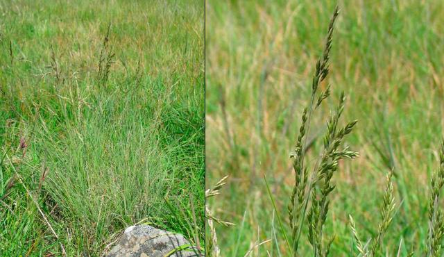 Soft Tussock Grass