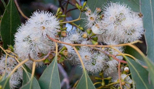 Swamp Gum