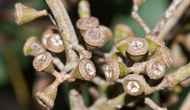 Swamp Gum