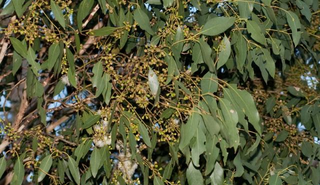 Swamp Gum