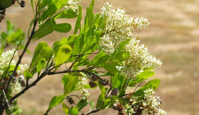 Sweet Bursaria - Colleen Miller Sweet Bursaria