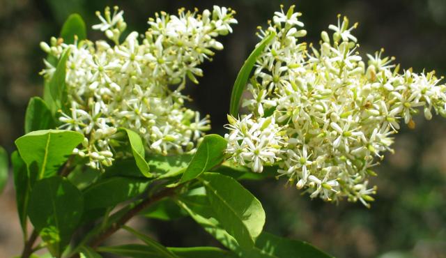 Sweet Bursaria - Colleen Miller Sweet Bursaria