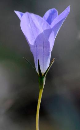 Tufted Bluebell