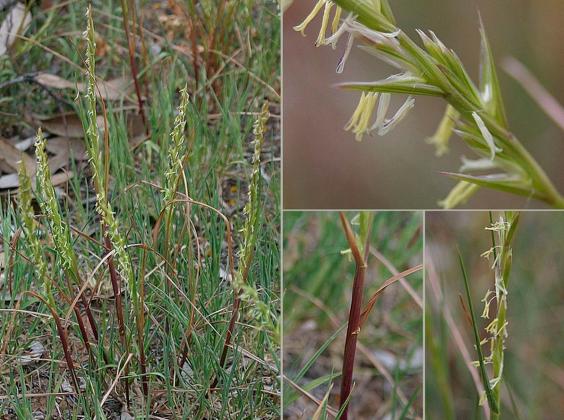 Wimmera Rye-grass