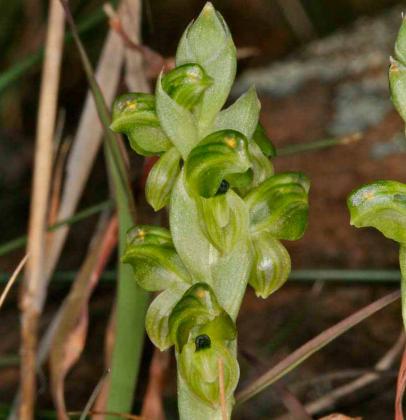 Woorndoo Greenhood | Biodiversity of the Western Volcanic Plains