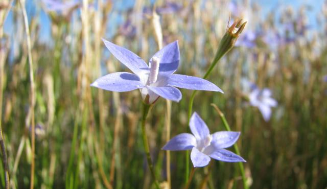 Yellowish Bluebell