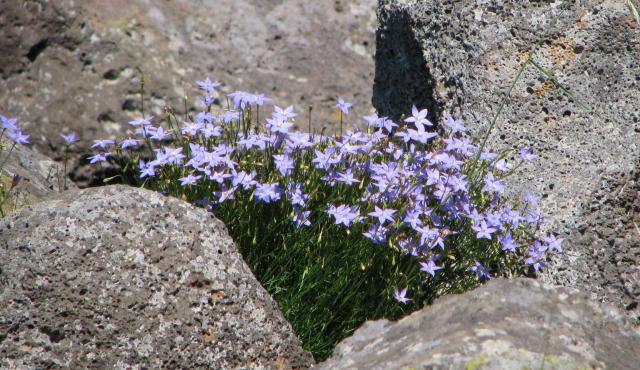 Yellowish Bluebell