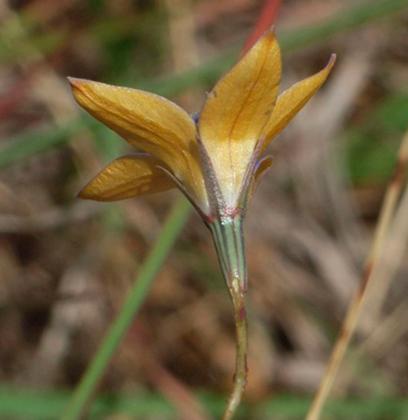 Yellowish Bluebell