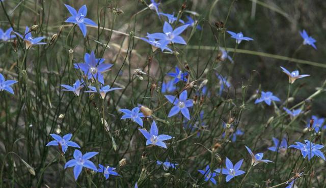 Yellowish Bluebell