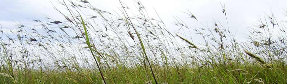 Themeda grassland 1 - © Elspeth Swan