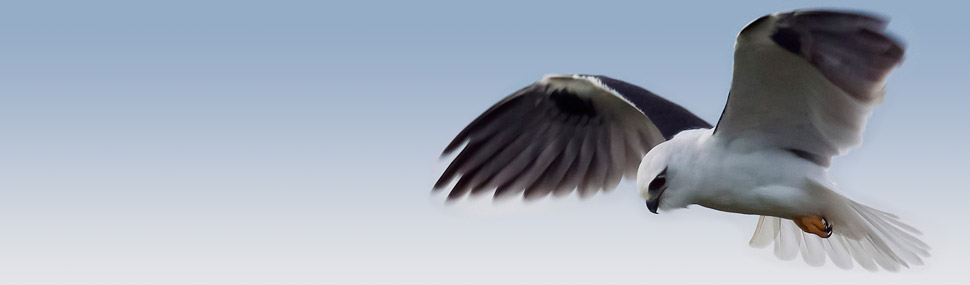 Black-shouldered Kite - © Bob Winters