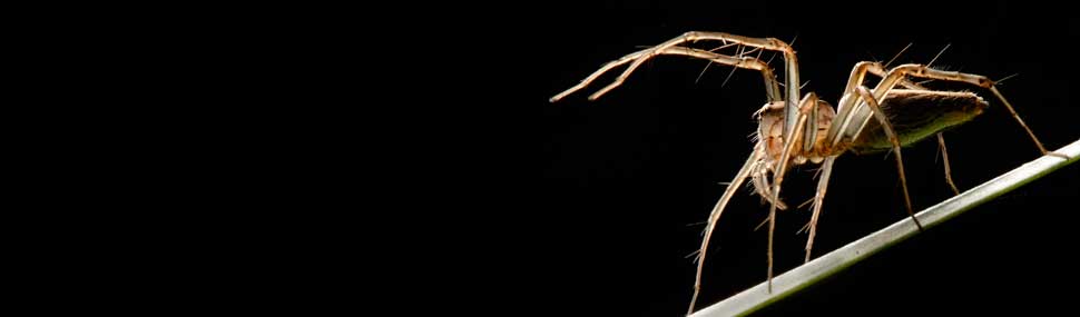 Lynx Spider - © Alan Henderson (Minibeast Wildlife)