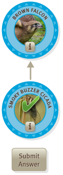 Submit Example - Connecting Smoky Buzzer Cicada to a Brown Falcon