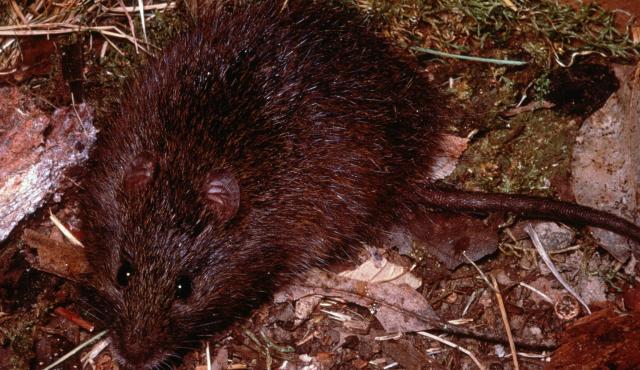 Australian Swamp Rat | Biodiversity of the Western Volcanic Plains