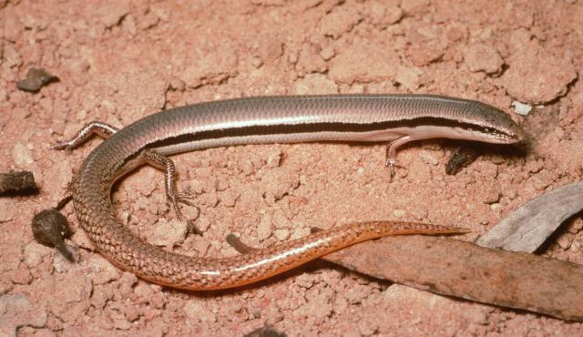 Bougainville's Skink