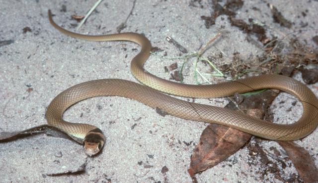 eastern brown snake baby