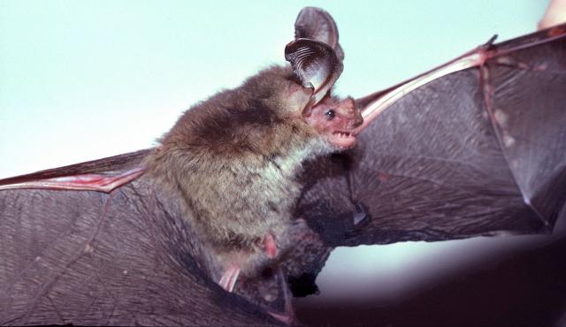 Gould's Long-eared Bat