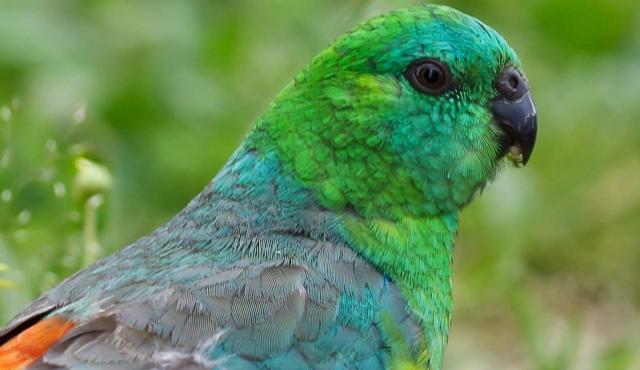 Red-rumped Parrot