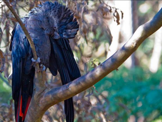 Red-tailed Black Cockatoo (south-eastern)