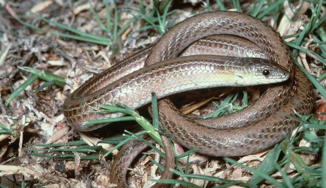 Striped Legless Lizard