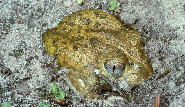 Sudell's Frog