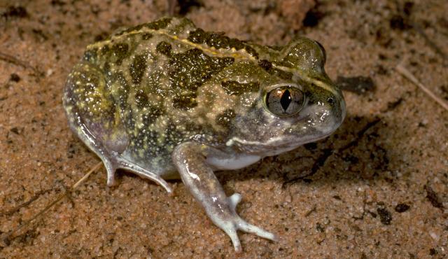 Sudell's Frog | Biodiversity of the Western Volcanic Plains