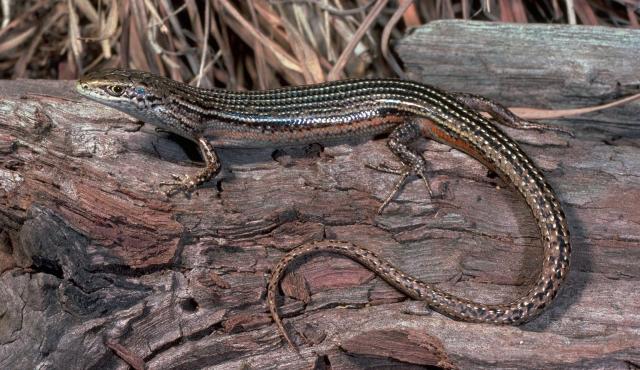 Tussock Skink