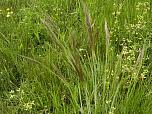 Long-hair Plume Grass
